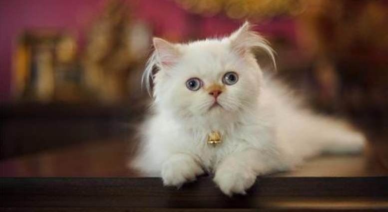 波斯猫有什么特点与本领