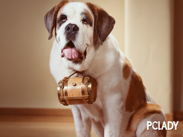 圣伯纳犬价格多少钱