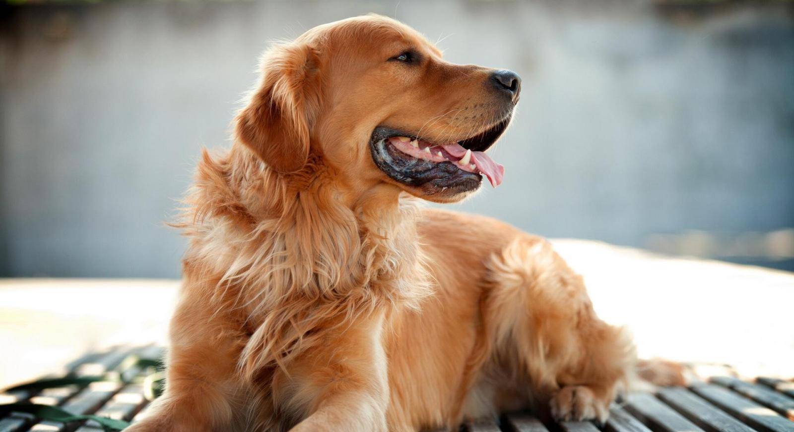 纯种幼金毛犬图片