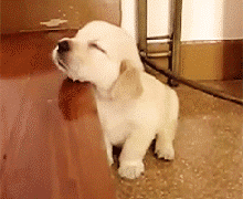 忠诚狗狗拉布拉多犬图片大全