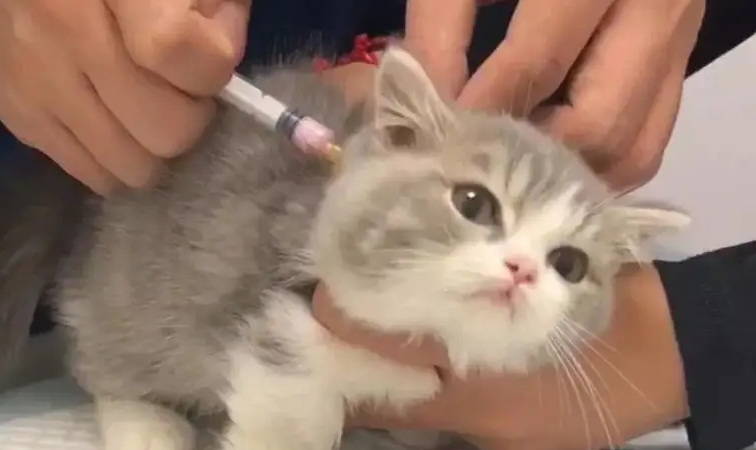 幼猫注射疫苗多少钱一针