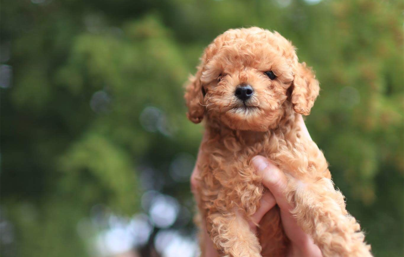 泰迪狗喜欢吃什么牌子的狗粮