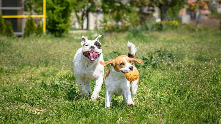 怎么训练狗狗接飞盘
