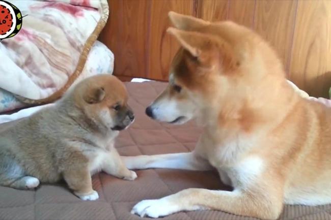 柴犬大概能长到多少斤