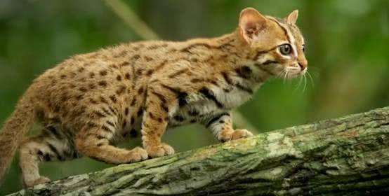 什么猫成年后体型最小