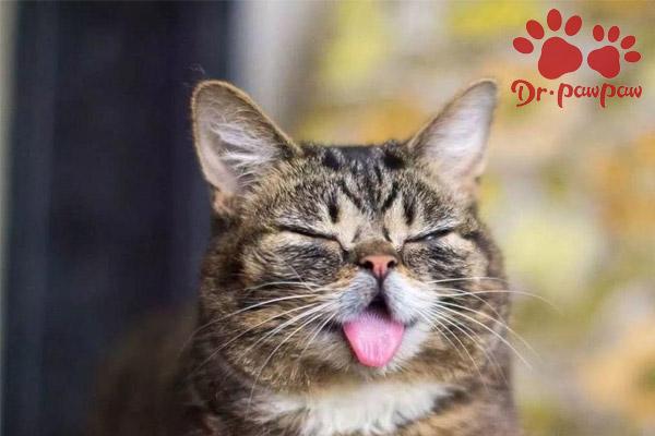 猫的肚子鼓鼓的是为什么