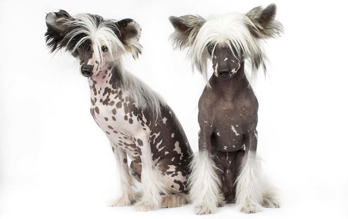 中国冠毛犬是哪国的犬种