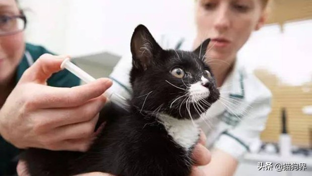 第一次养宠物猫需要准备什么