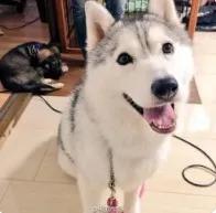 哈士奇的优缺点及性格