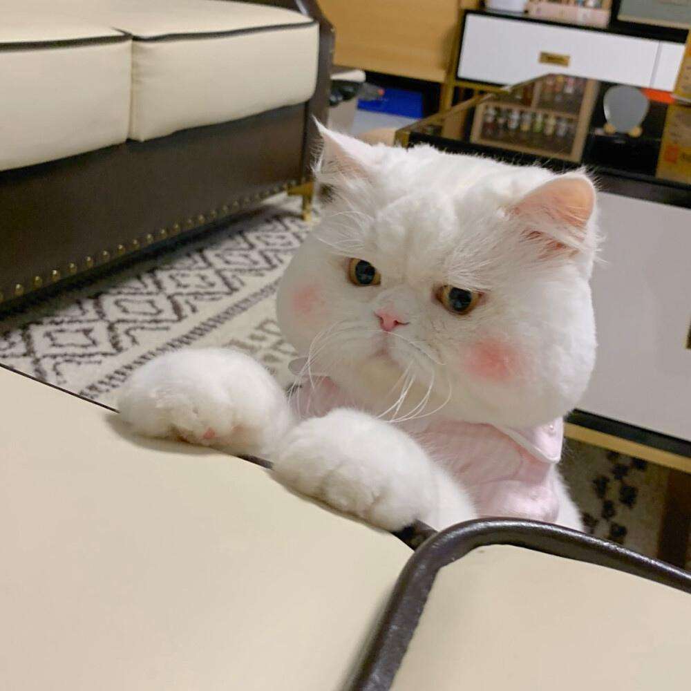 小猫送人母猫会恨主人吗