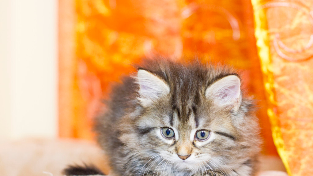 怎么检查猫是否有尿路感染