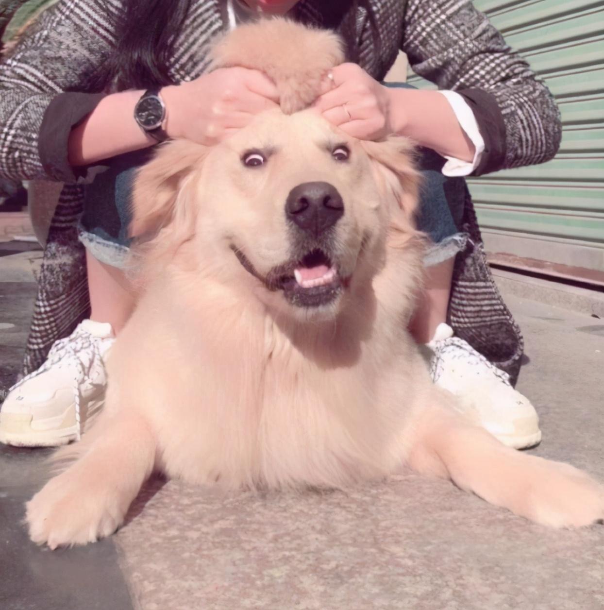 狗后腿站不起来了什么情况