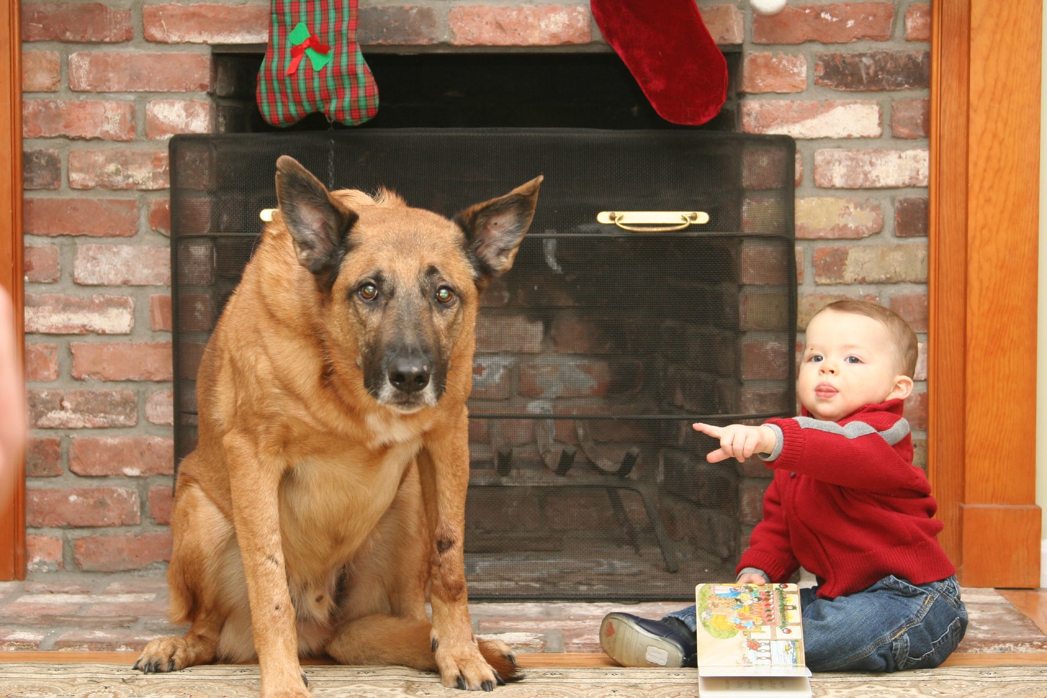 小奶狗打嗝肚子还一抽一抽