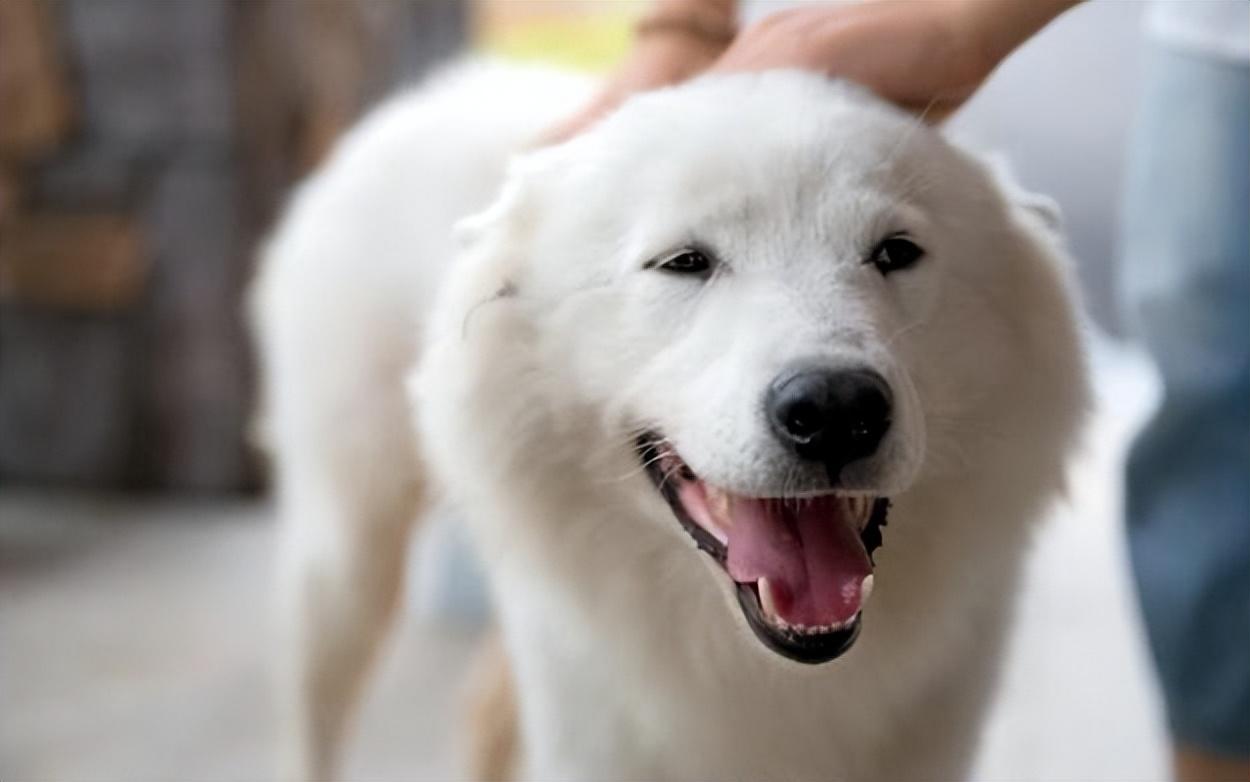 中国允许养的大型犬有哪些