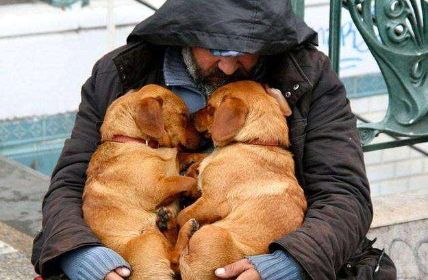 拉布拉多最难养的阶段