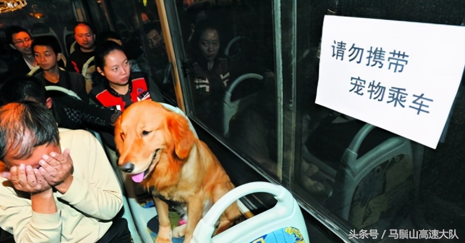 乘坐大巴车能带狗狗吗