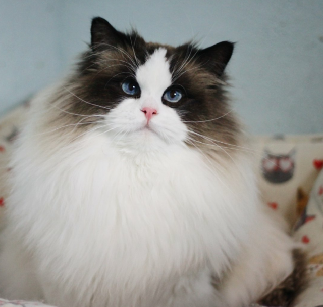 布偶猫是包子脸吗