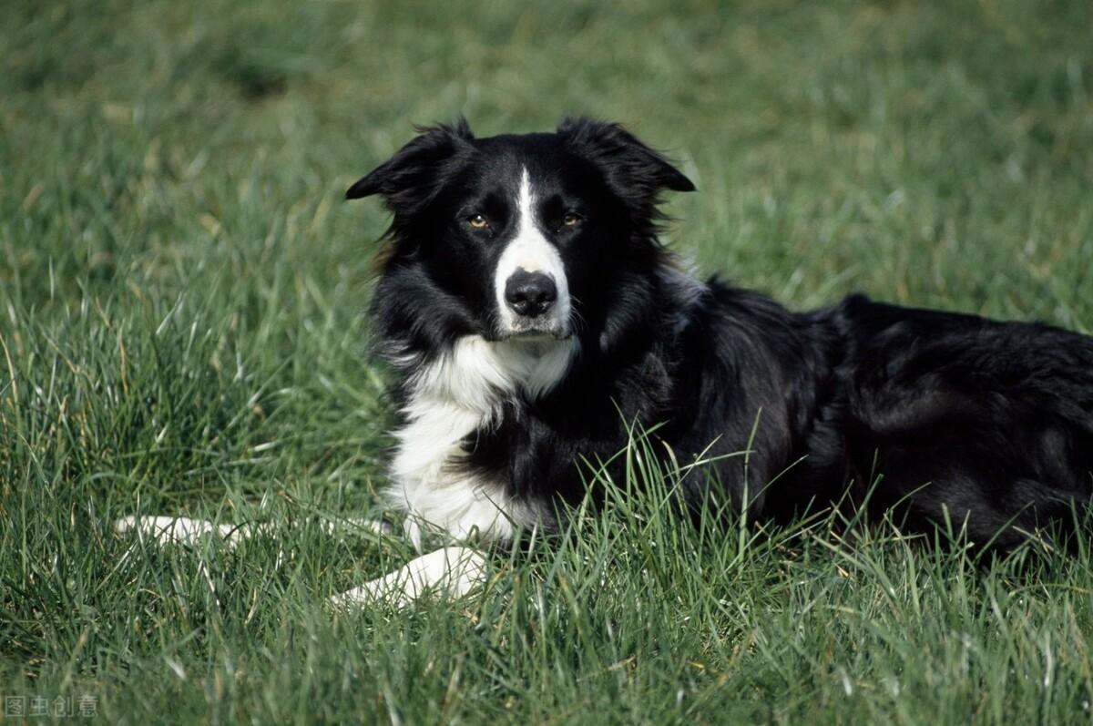 边牧的缺点有哪些