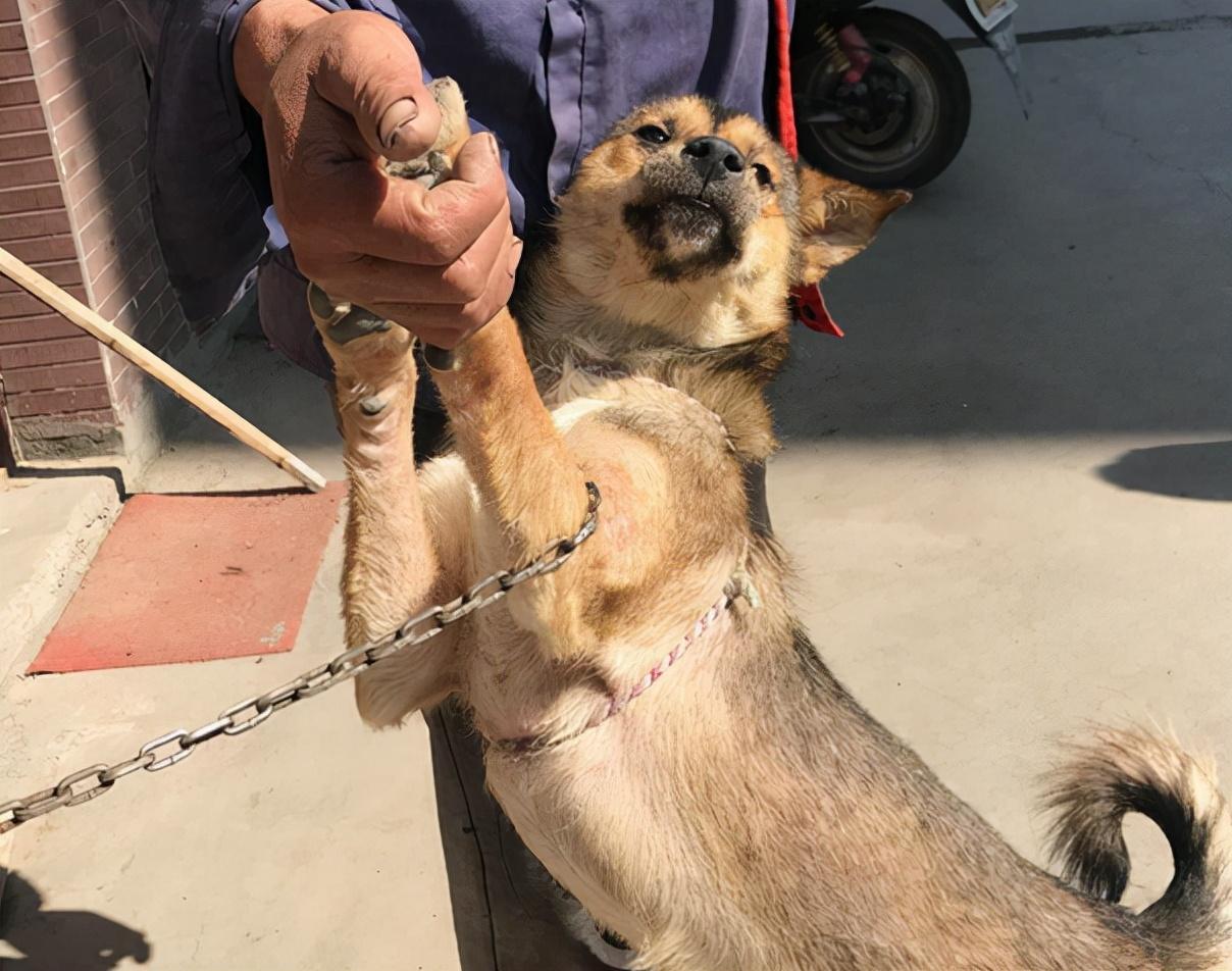 适合家养的霸气巨型犬