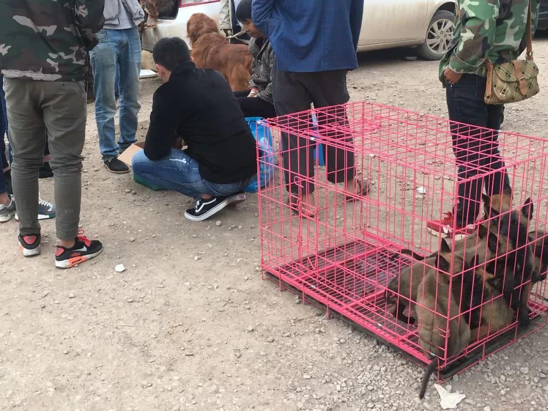 纯种的马犬多少钱