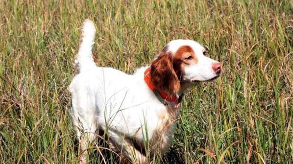 狗狗能用人的沐浴露吗