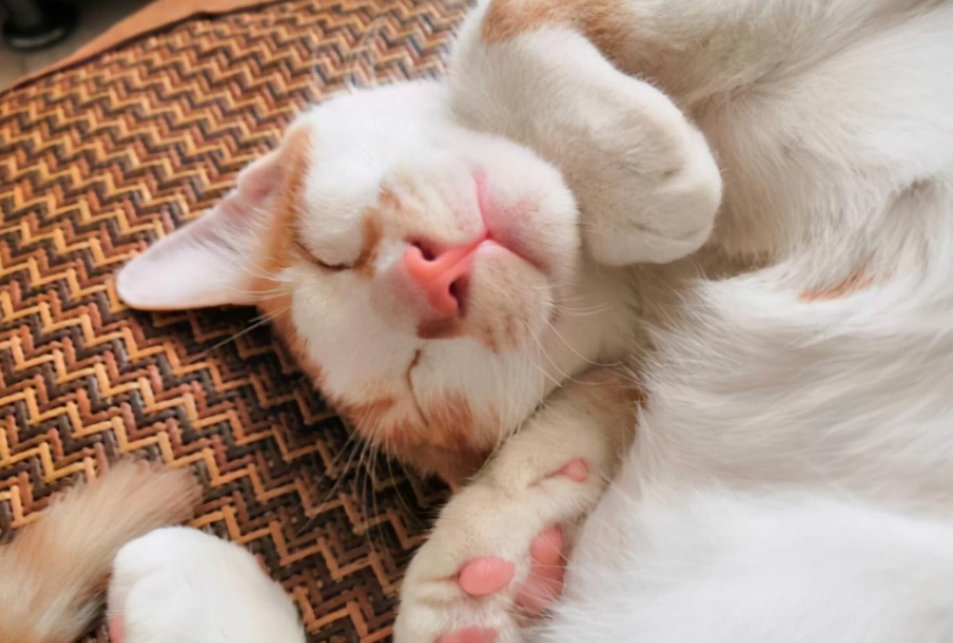 金丝猫是什么品种