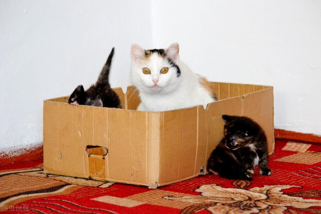 体内驱虫和体外驱虫可以同时进行吗