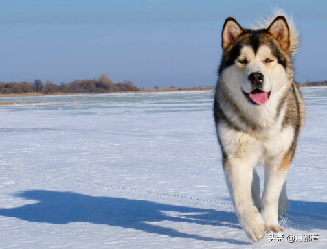 宠物犬阿拉斯加犬市场价是多少