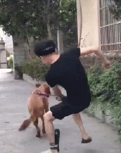 遛狗的正确方式