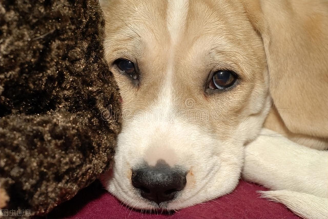 狗狗拉稀像泥浆很臭吃什么药