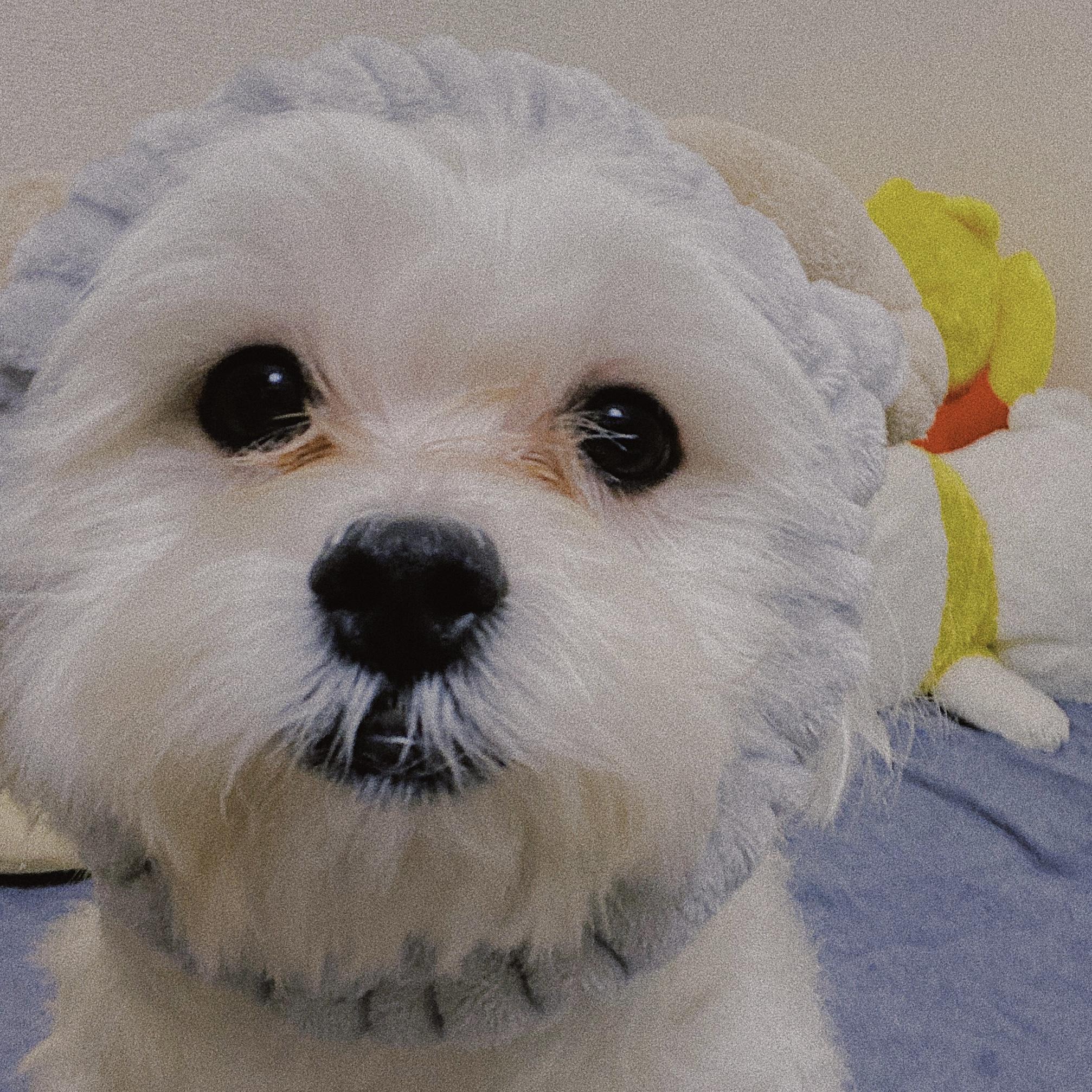 笔筒猫小猫多少钱一只