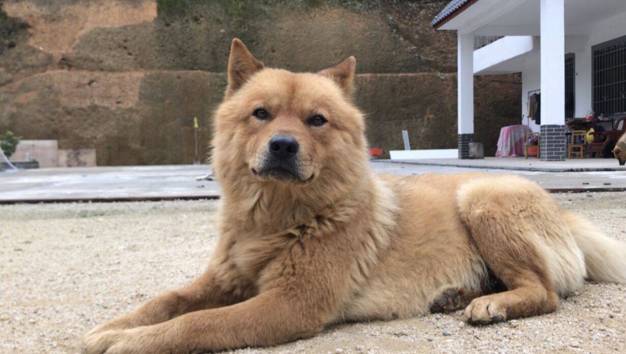 土松犬是什么狗