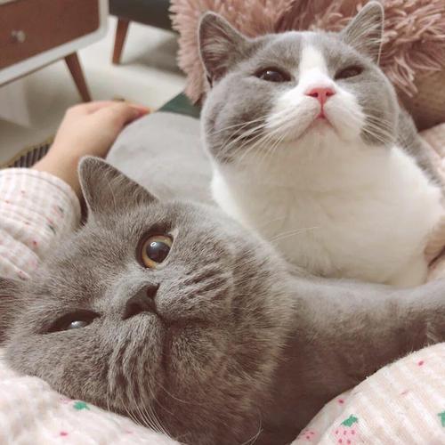 英短猫寿命一般多少年