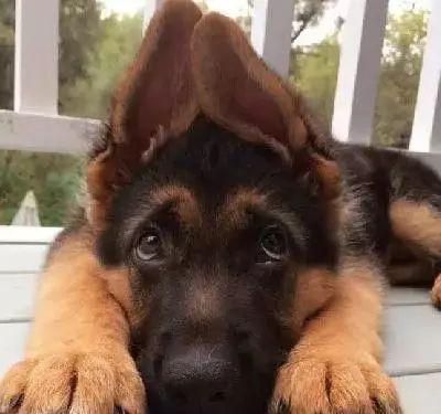 什么样的德牧才是最好的