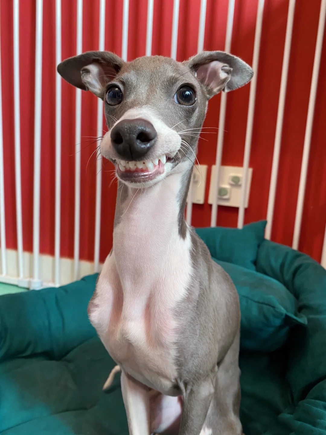 灵缇是禁养犬吗