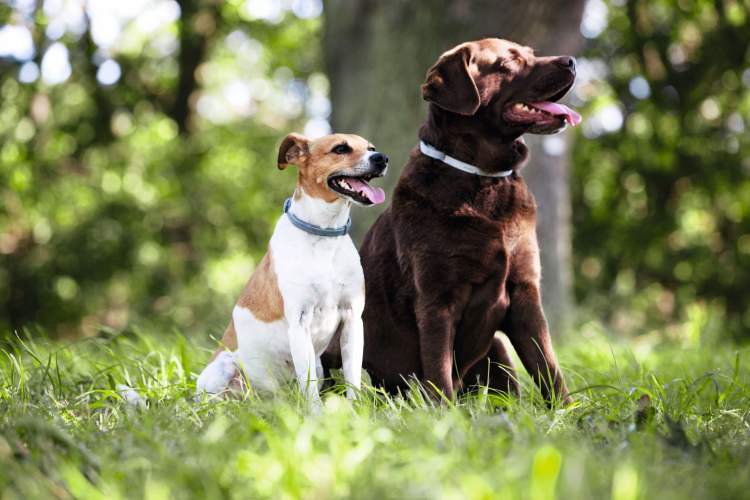 狗项圈除跳蚤是真的有用吗