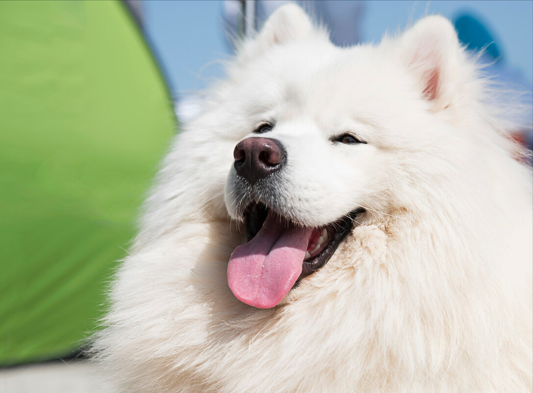 萨摩耶性格怎么样