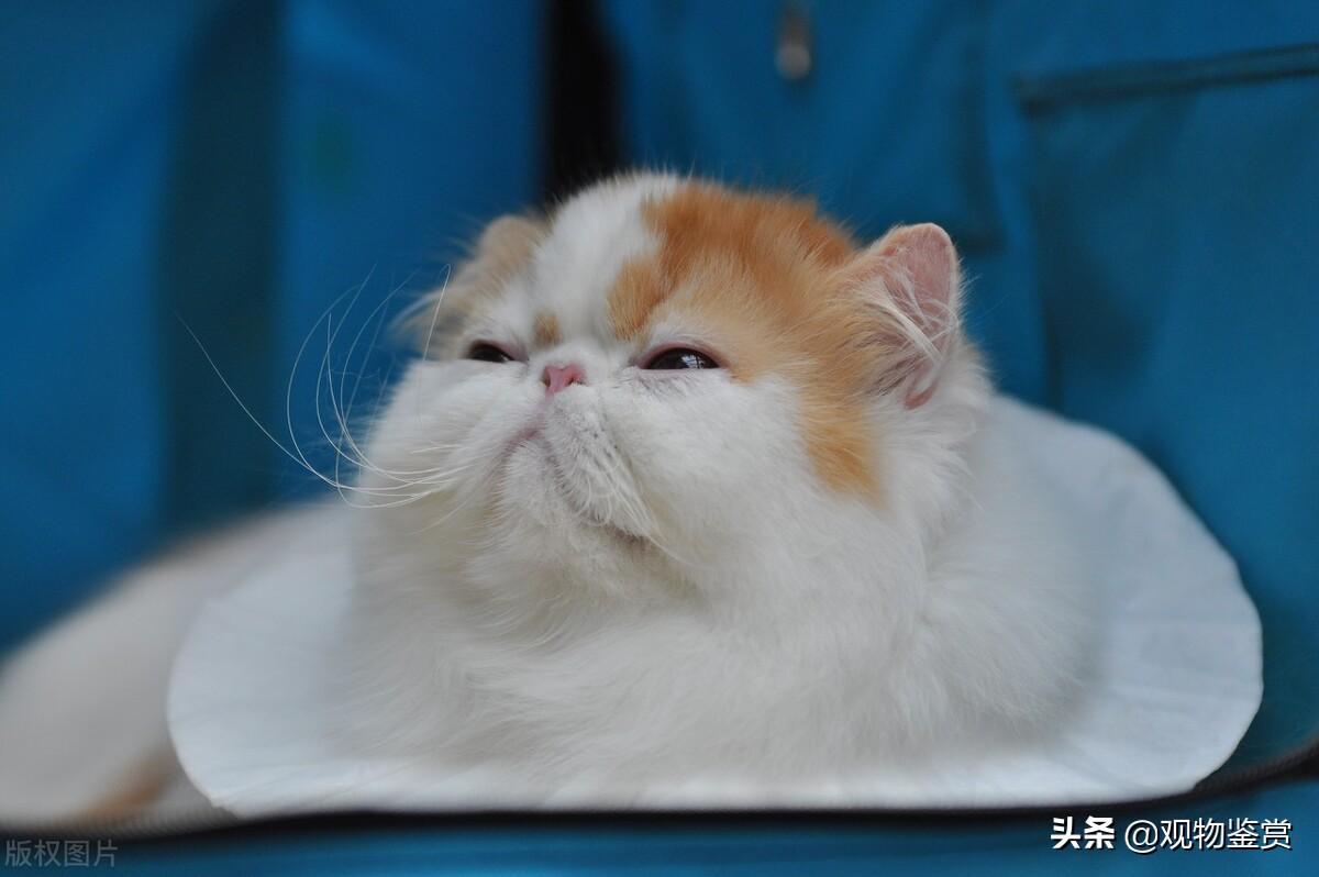 猫幼崽为什么几天就死了