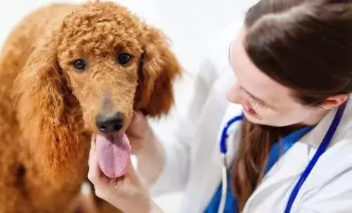 重庆宠物医院哪家比较好