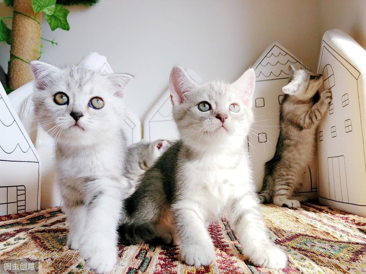 不出门的猫有必要打猫三联吗