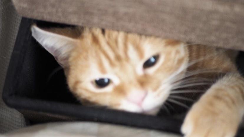 母猫乳房有硬块是什么原因