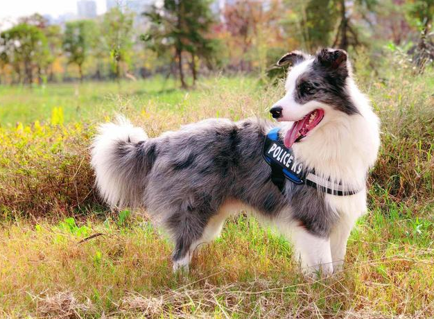 边牧犬怎么样的品相最好