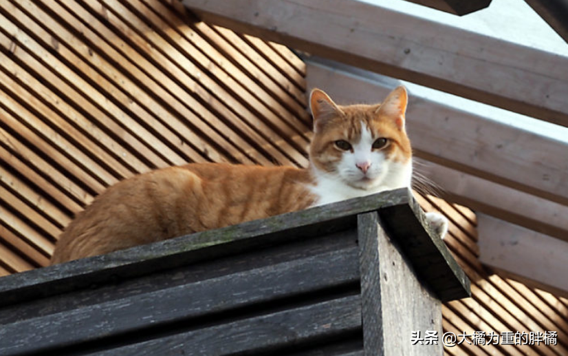 猫从三楼摔下去会不会伤及内脏