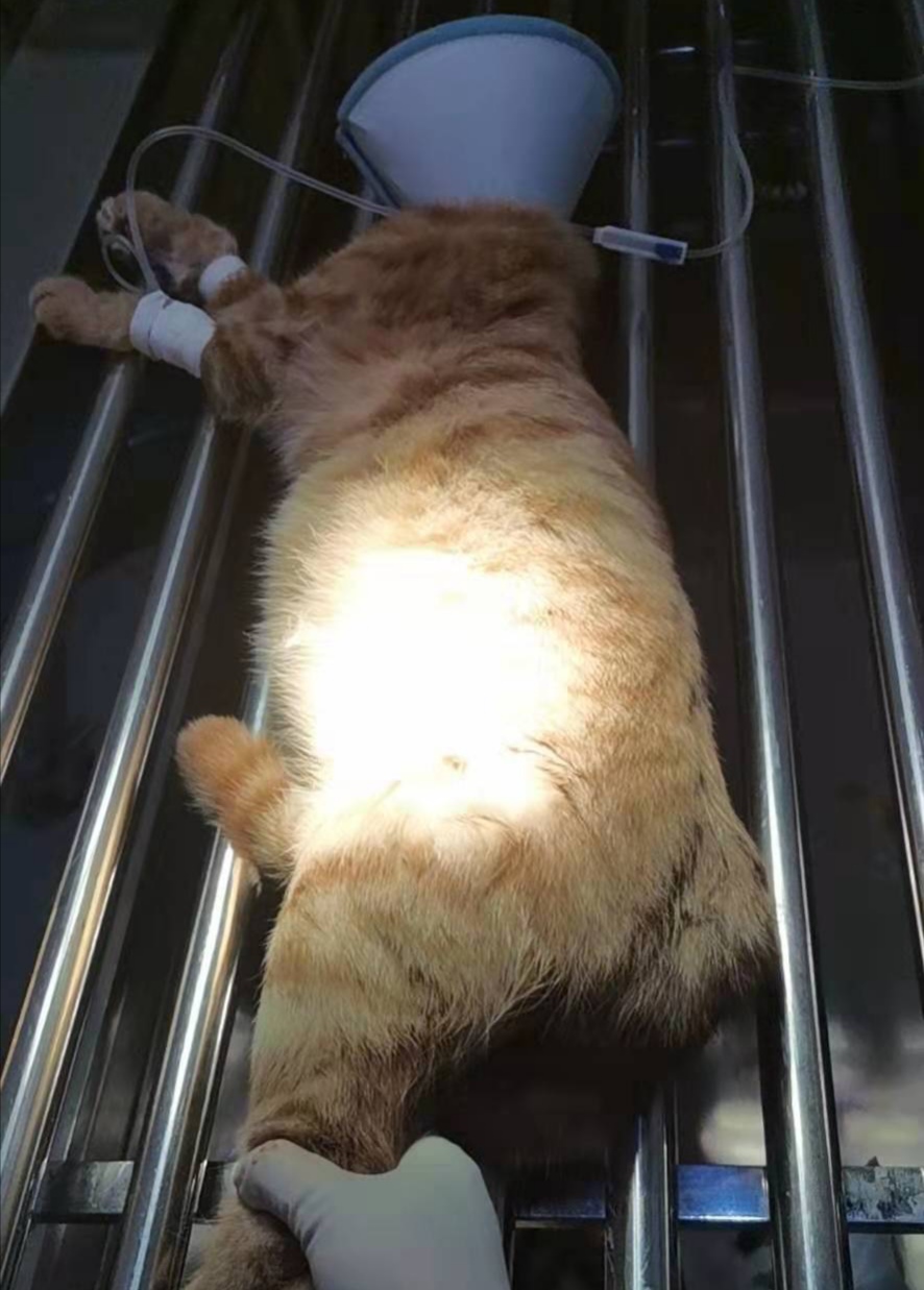 给公猫做绝育手术多少钱