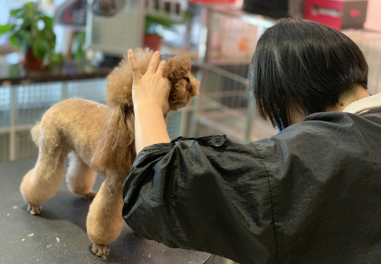 泰迪犬造型图片大全