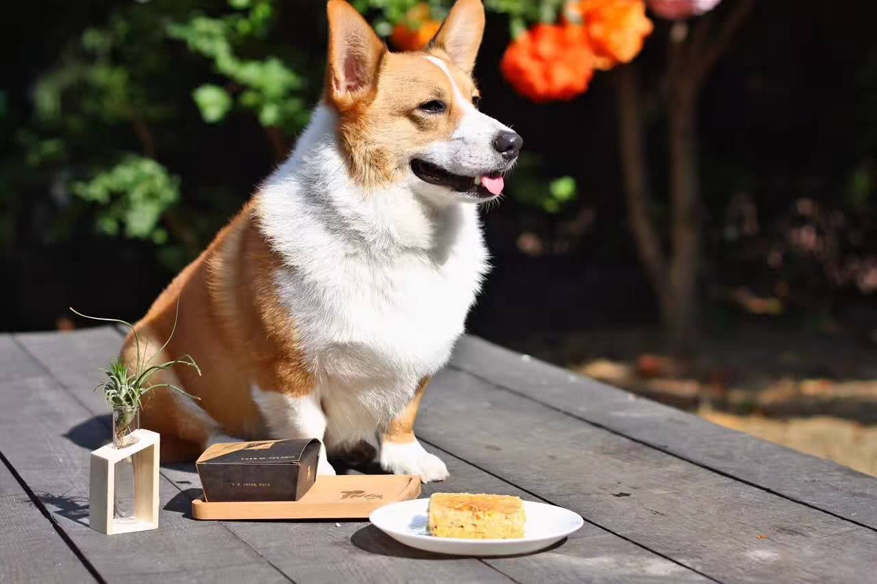 狗狗甲亢的症状有哪些