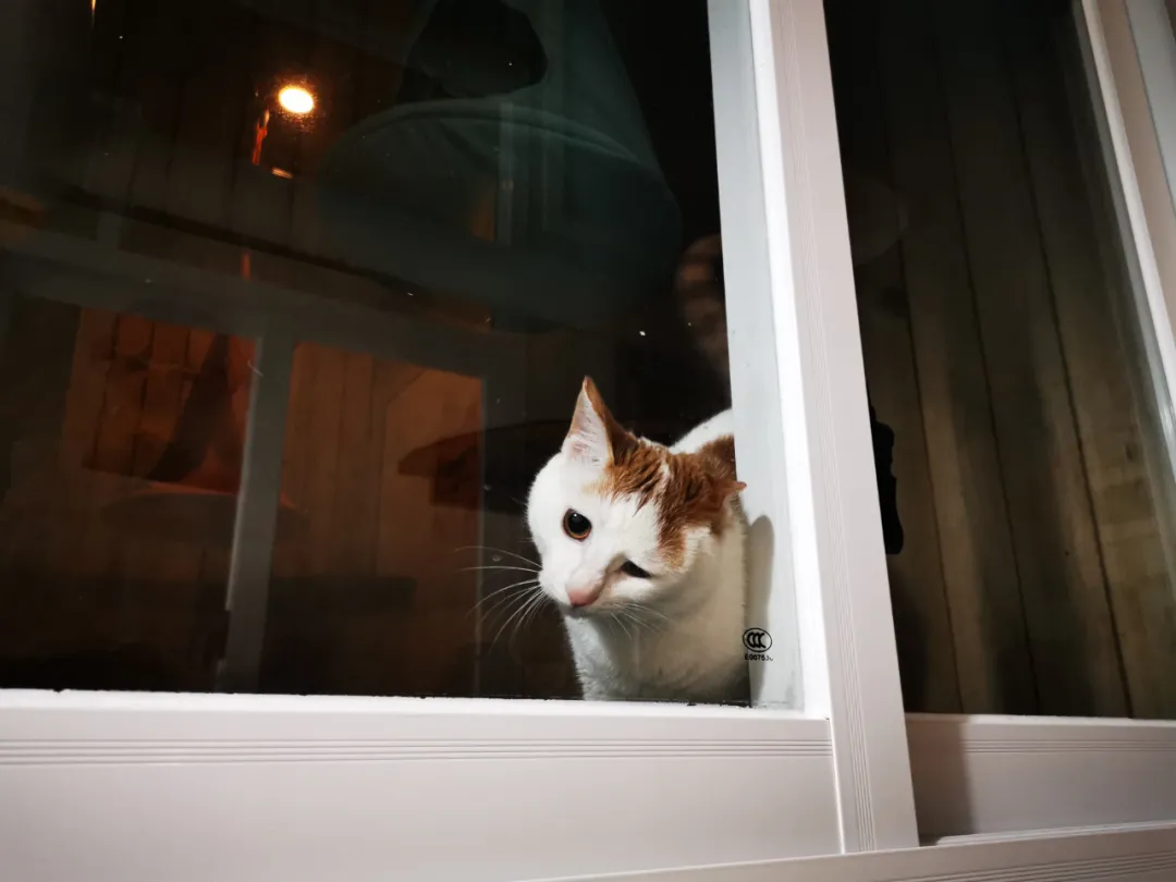 遵义马家湾哪里有领养猫的