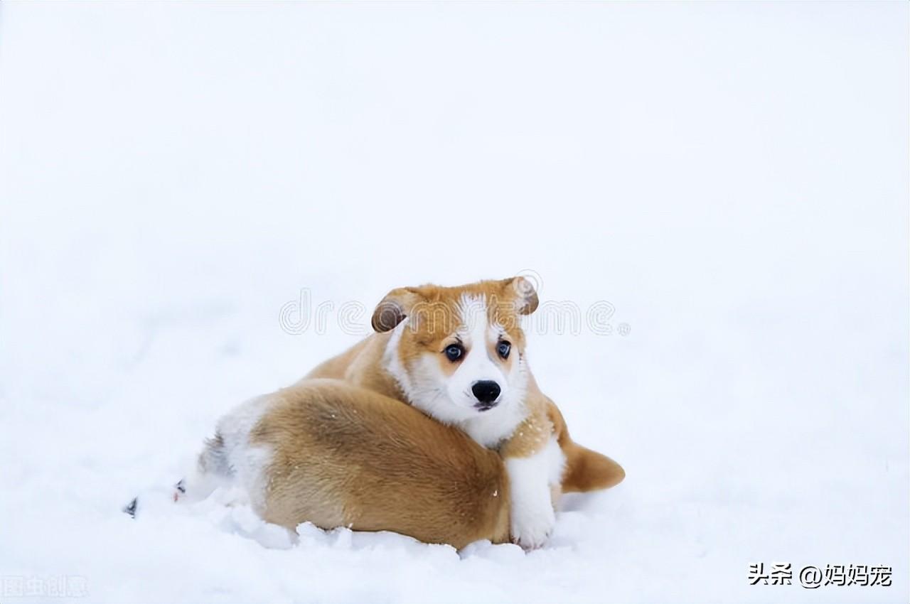 柯基犬价格多少钱一只