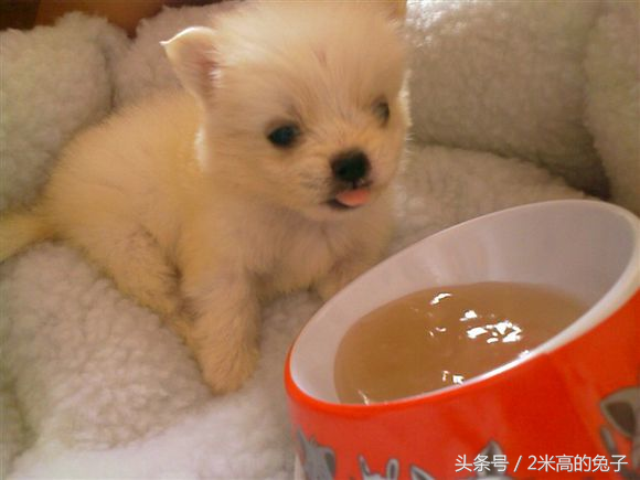 茶杯狗10元一只哪里买