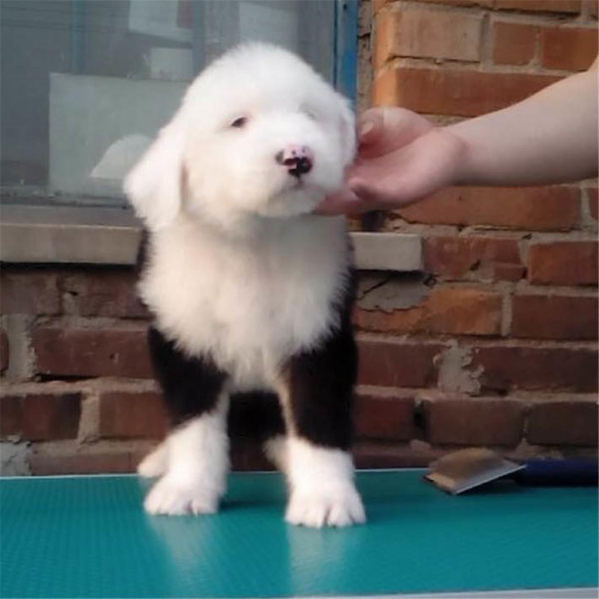 古牧犬的价格是多少